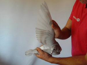 Pigeon image