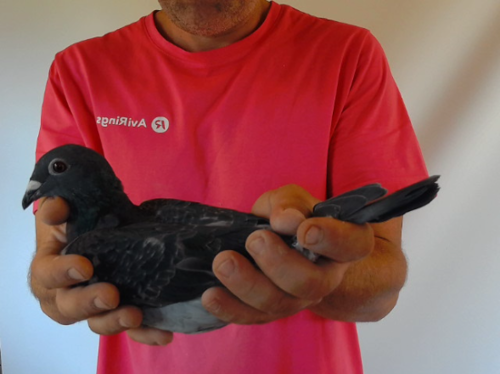 Pigeon image