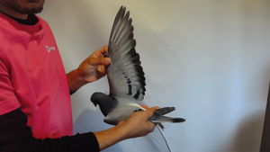 Pigeon image