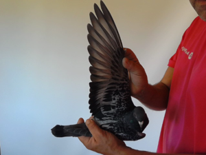 Pigeon image