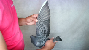 Pigeon image