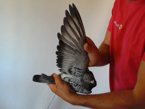 Pigeon image