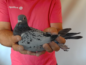 Pigeon image