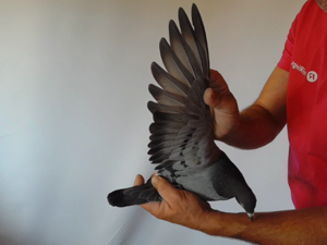 Pigeon image