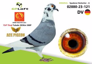 Pigeon image