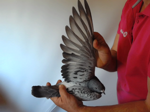 Pigeon image