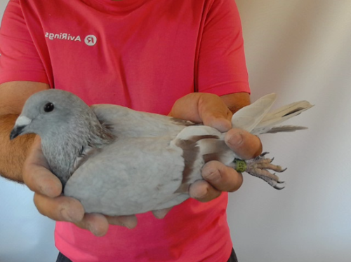 Pigeon image