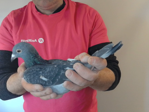 Pigeon image