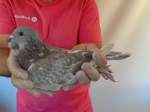 Pigeon image