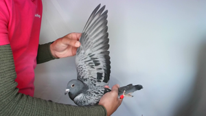 Pigeon image