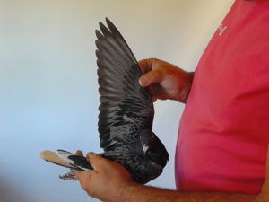 Pigeon image