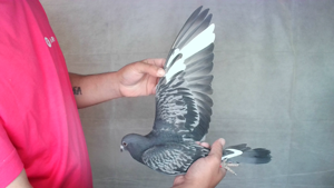 Pigeon image