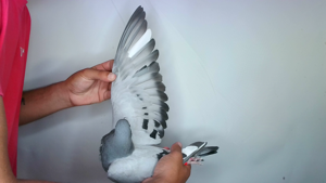 Pigeon image