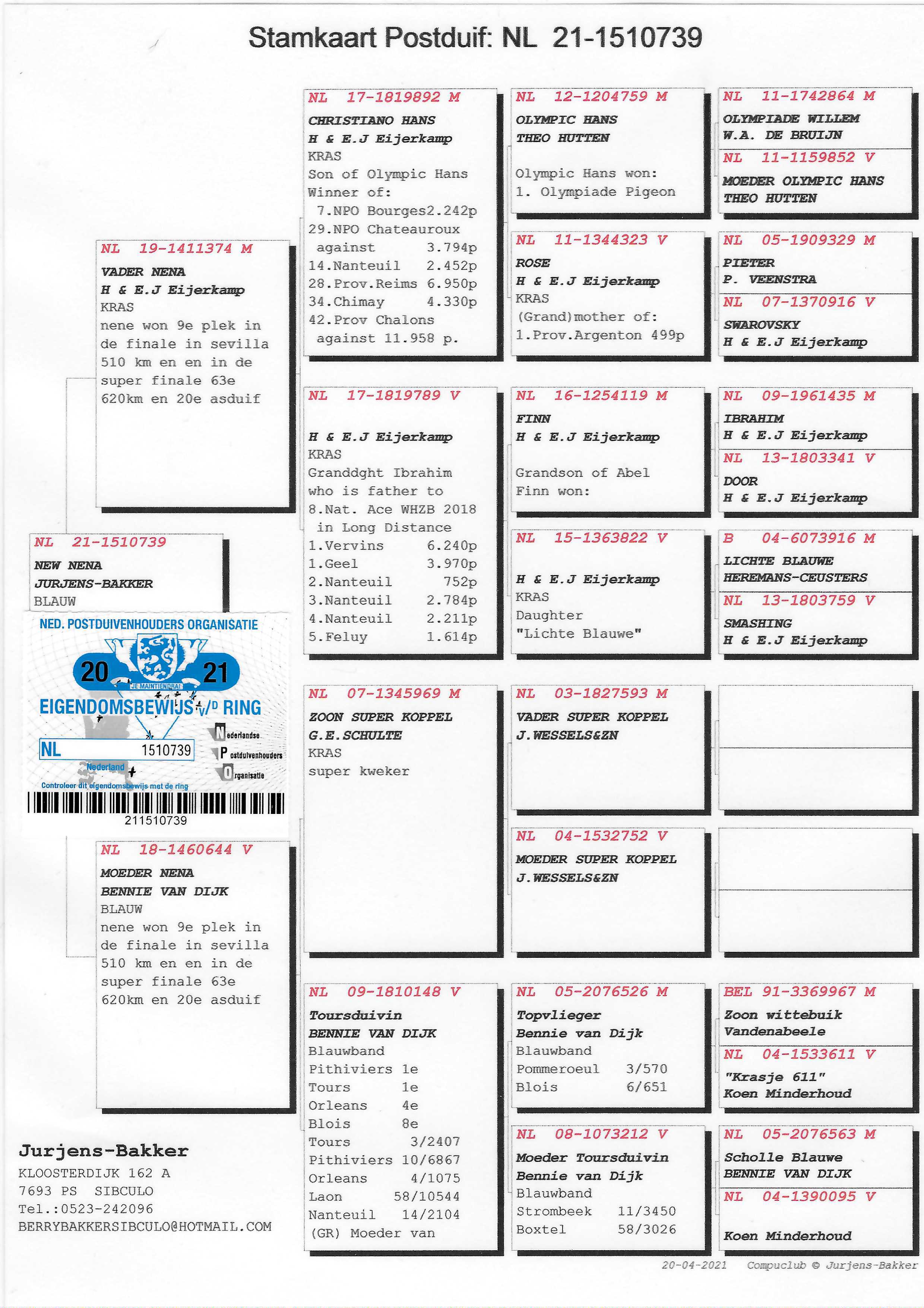 Pigeon pedigree image