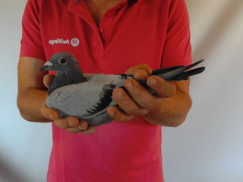 Pigeon image