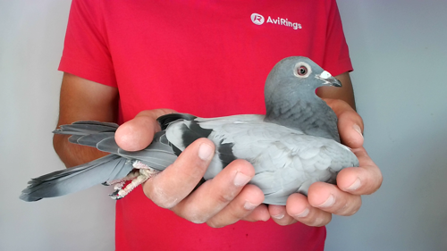 Pigeon image