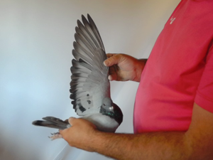 Pigeon image