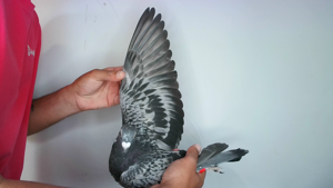 Pigeon image
