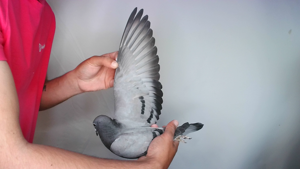 Pigeon image