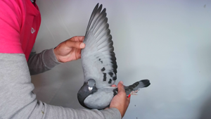 Pigeon image