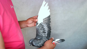Pigeon image