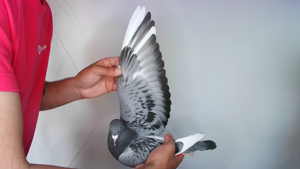 Pigeon image