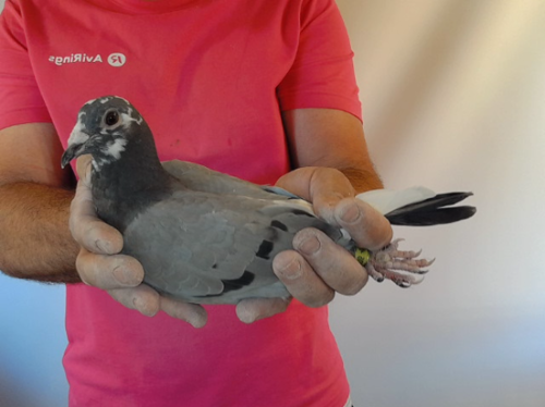 Pigeon image