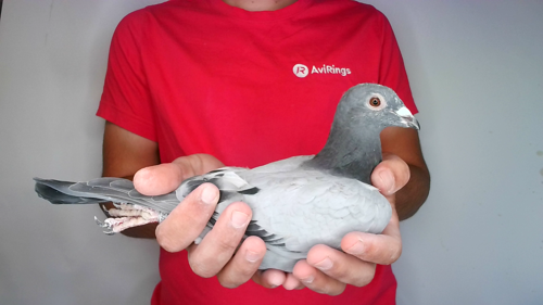 Pigeon image