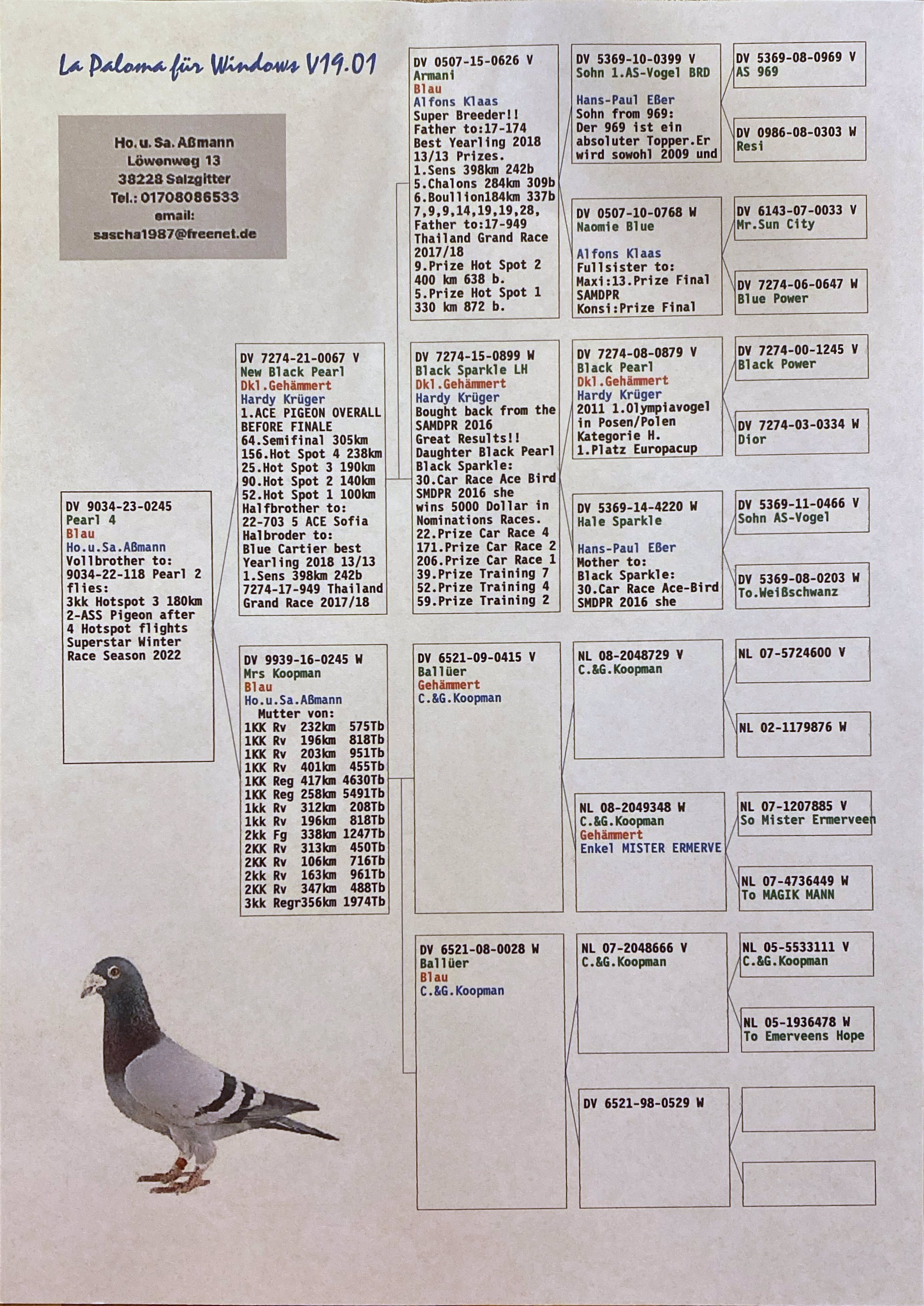Pigeon pedigree image