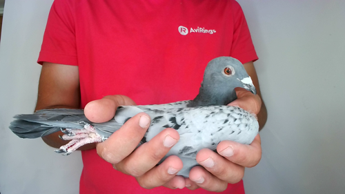Pigeon image