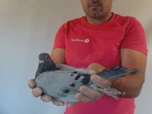 Pigeon image