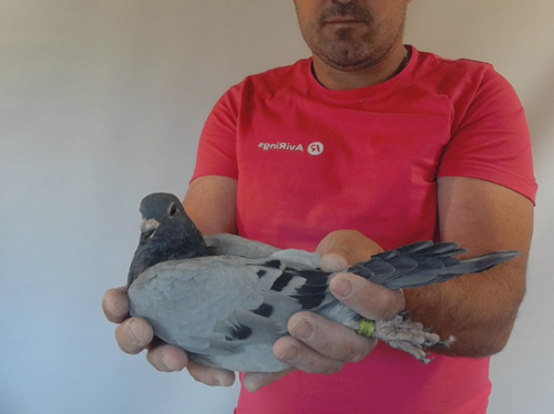 Pigeon image