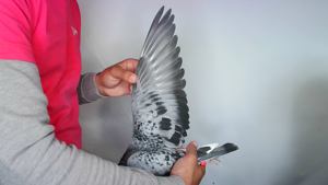 Pigeon image