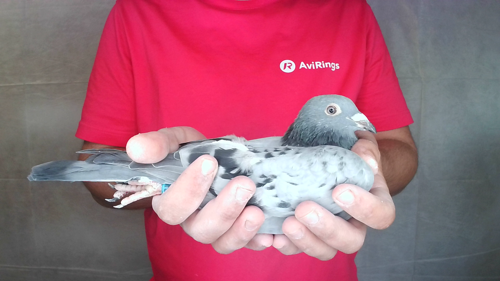 Pigeon image