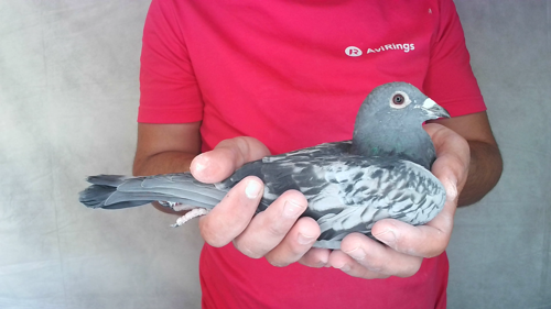 Pigeon image