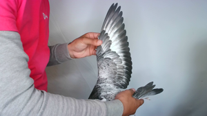 Pigeon image