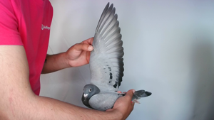 Pigeon image