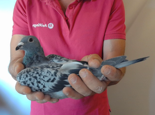 Pigeon image