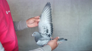 Pigeon image
