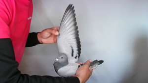 Pigeon image