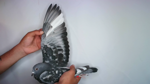 Pigeon image