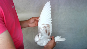 Pigeon image