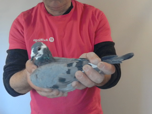 Pigeon image