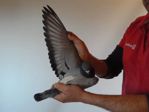 Pigeon image