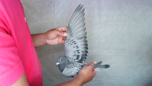 Pigeon image