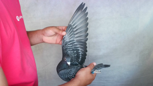 Pigeon image