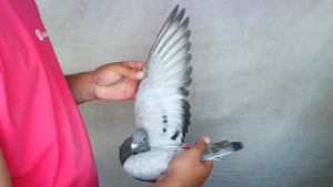 Pigeon image