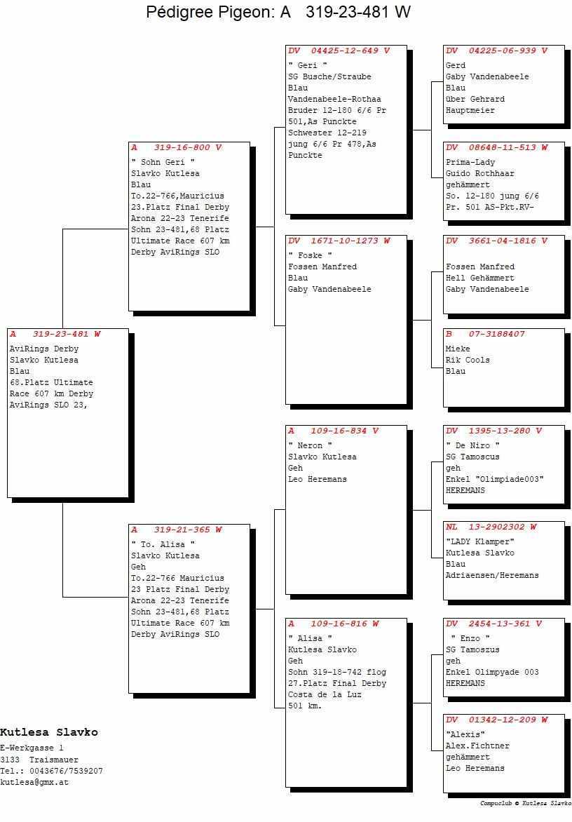 Pigeon pedigree image