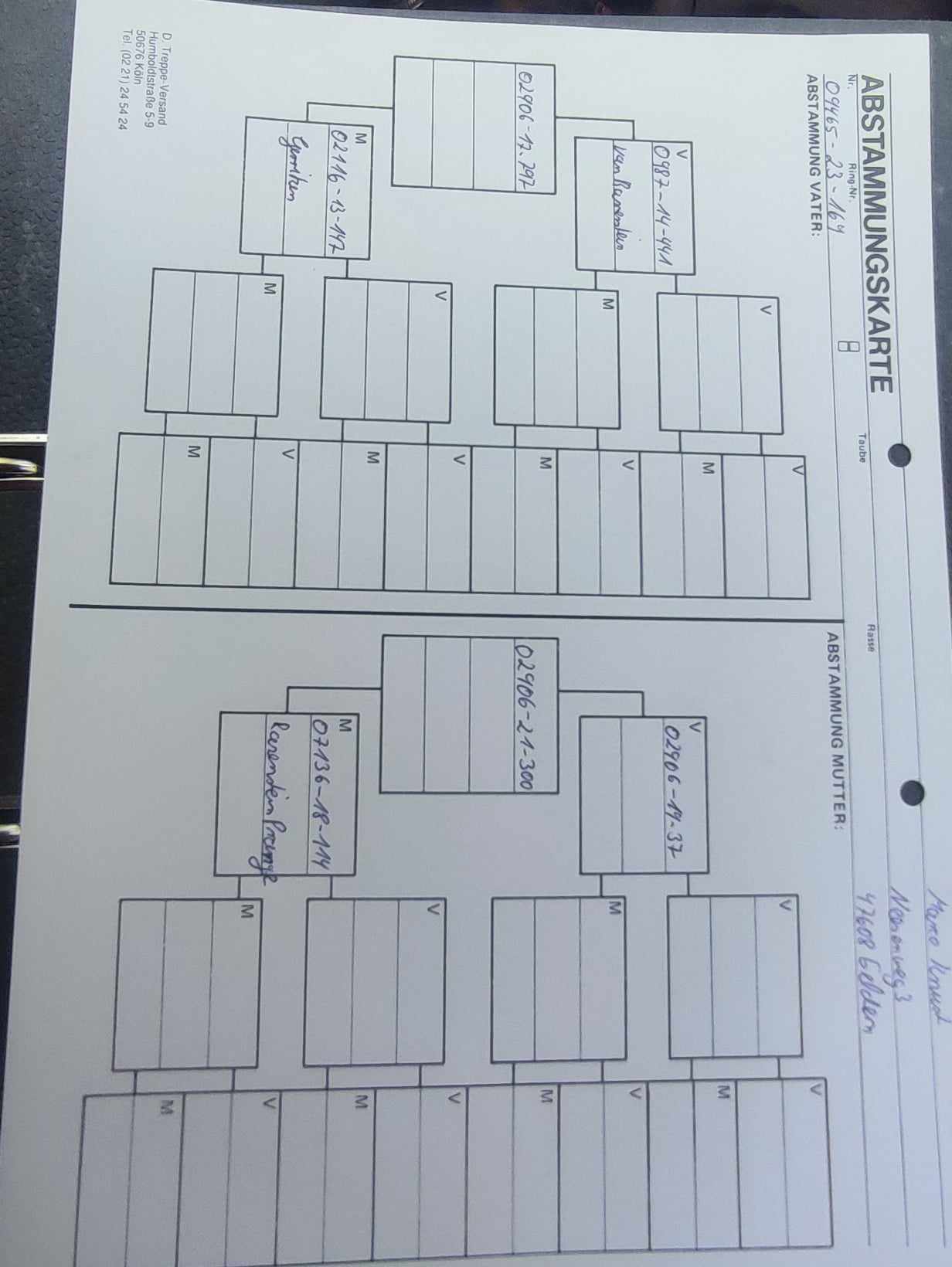 Pigeon pedigree image