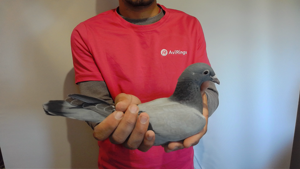 Pigeon image